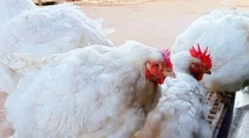 تغيرات طارئة في أسعار الفراخ البيضاء داخل أسواق محافظة المنوفية اليوم الأربعاء